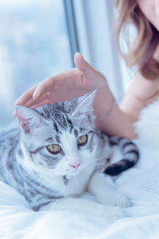小猪佩奇第七季